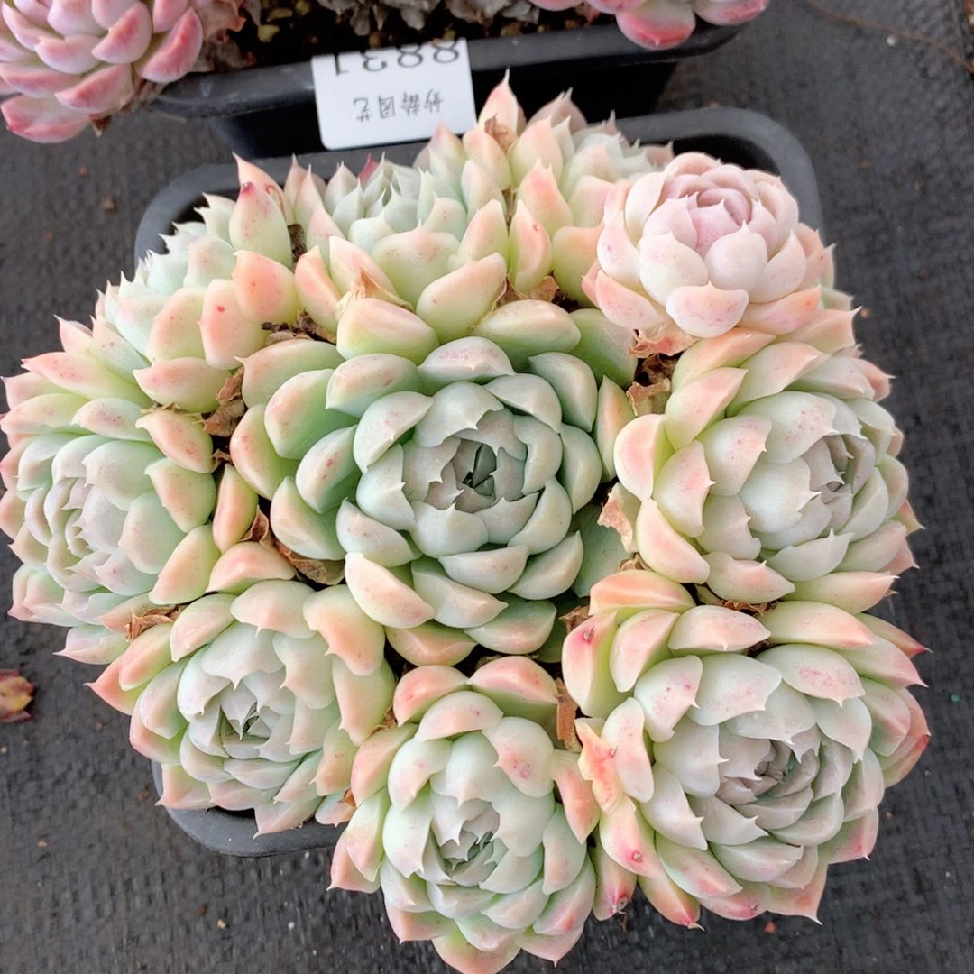 8832杂交多肉植物基地