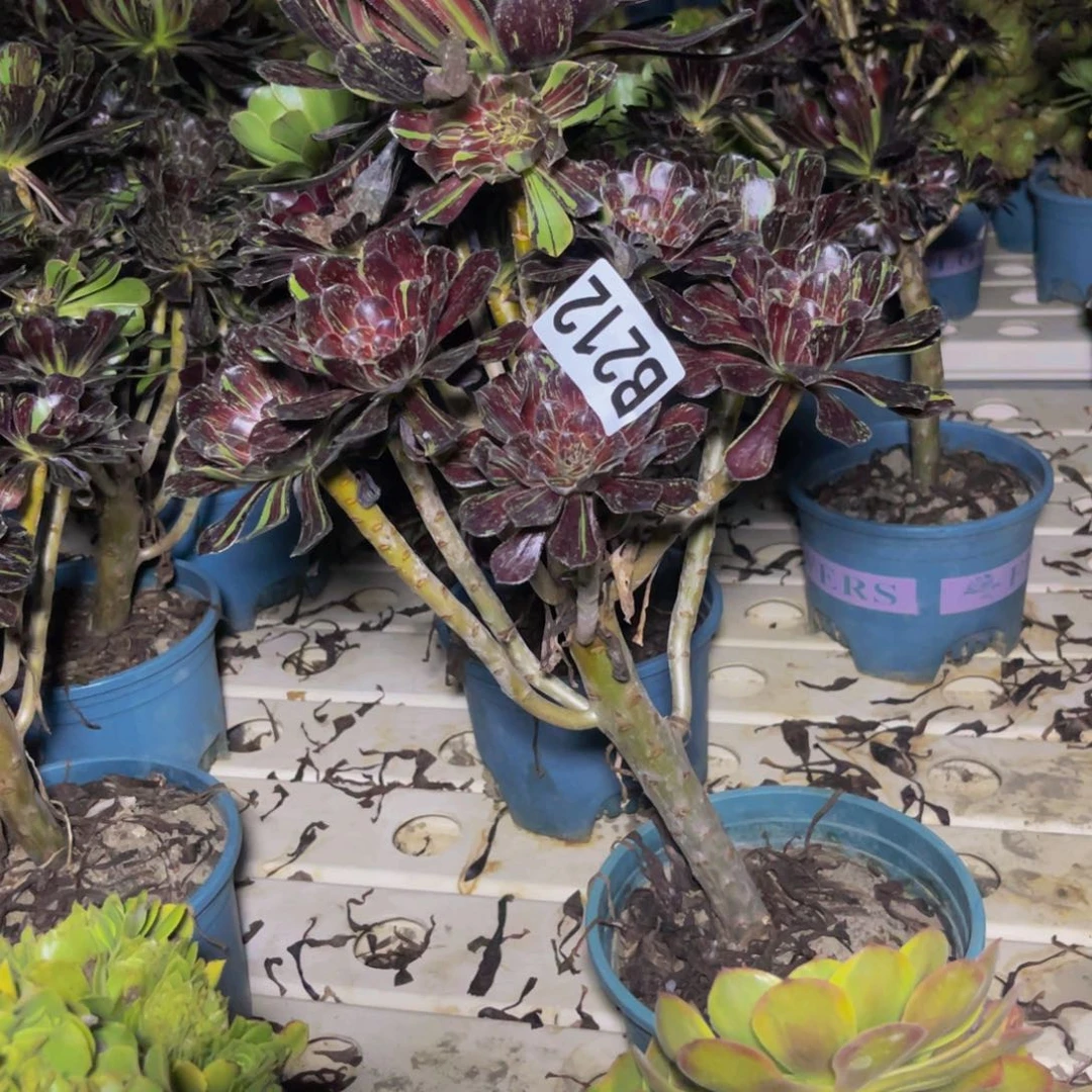 水墨丹青7–30包邮