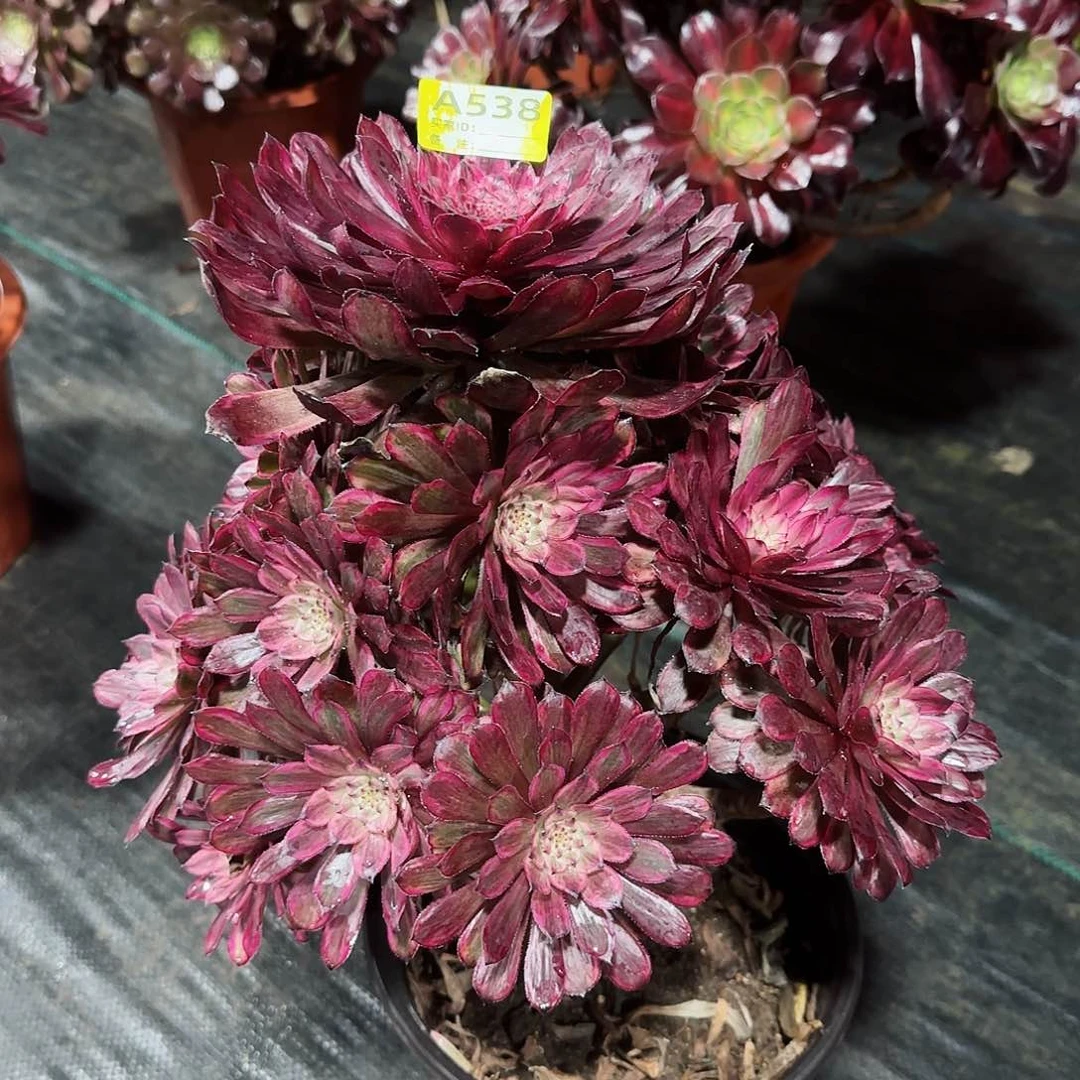 紫霞仙子法师多肉植物538