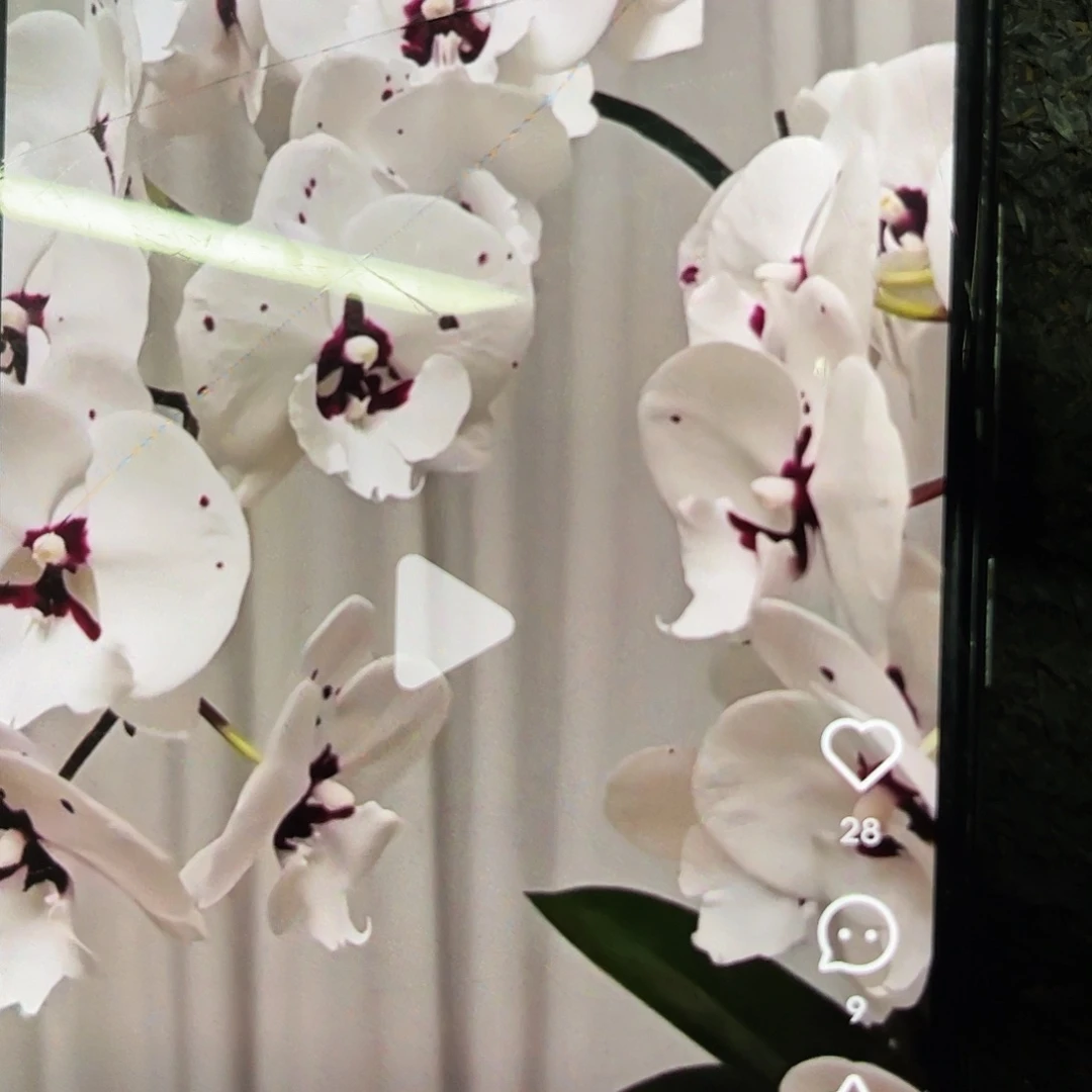 当前无花栽培后可以开花蝴蝶兰雪梨3.0