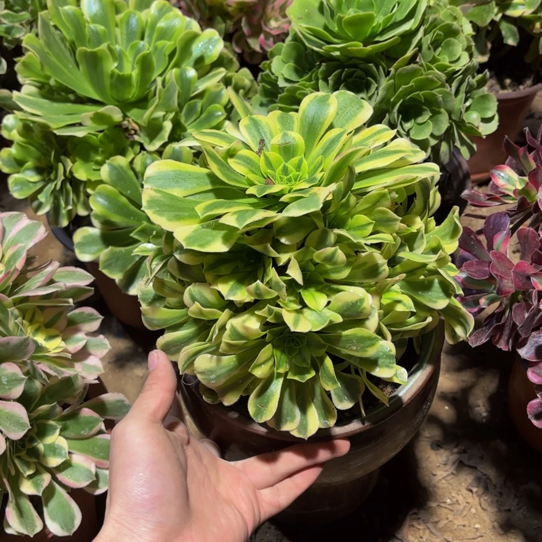 金丝翡翠9.9多肉植物