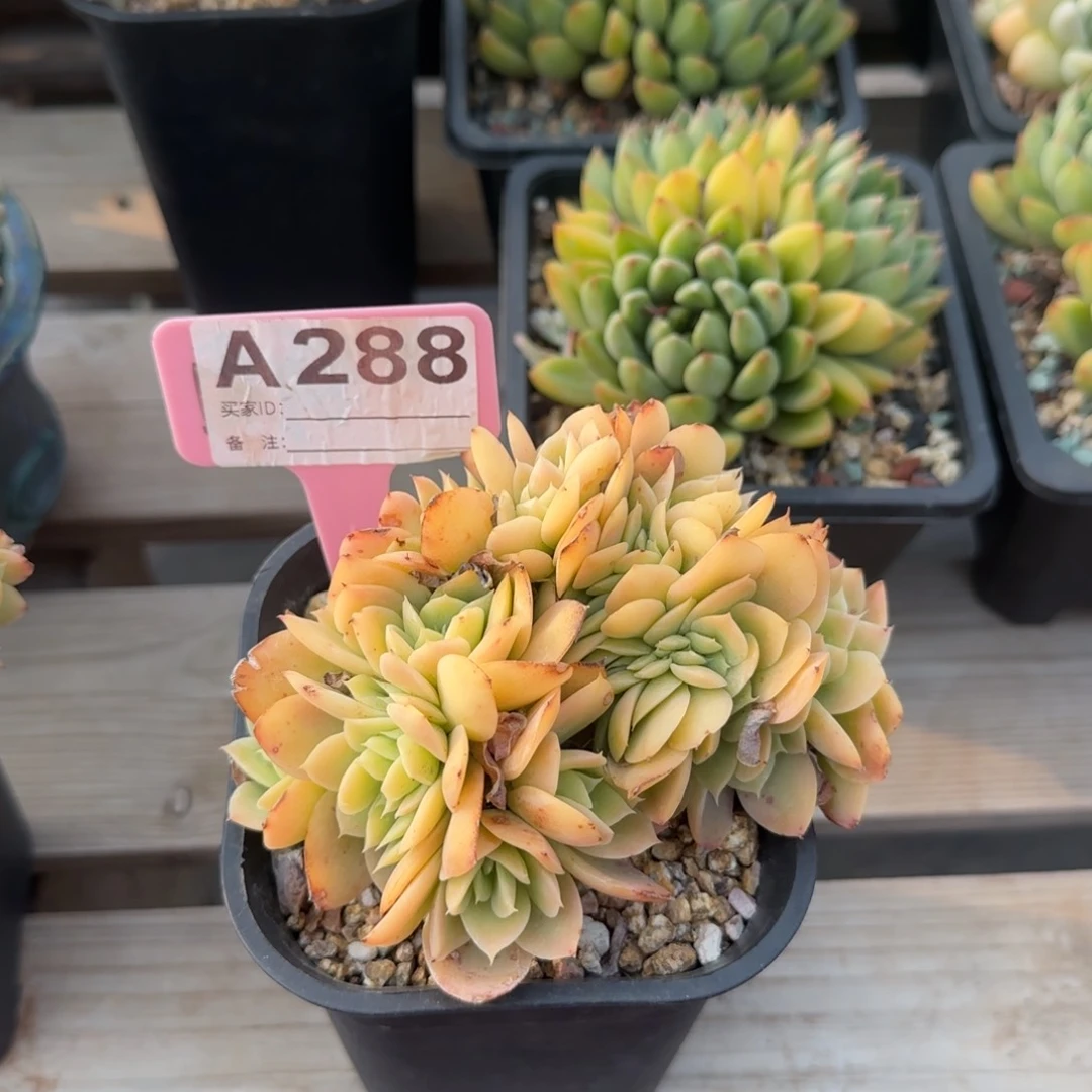 星纳塔老桩多肉五十包邮