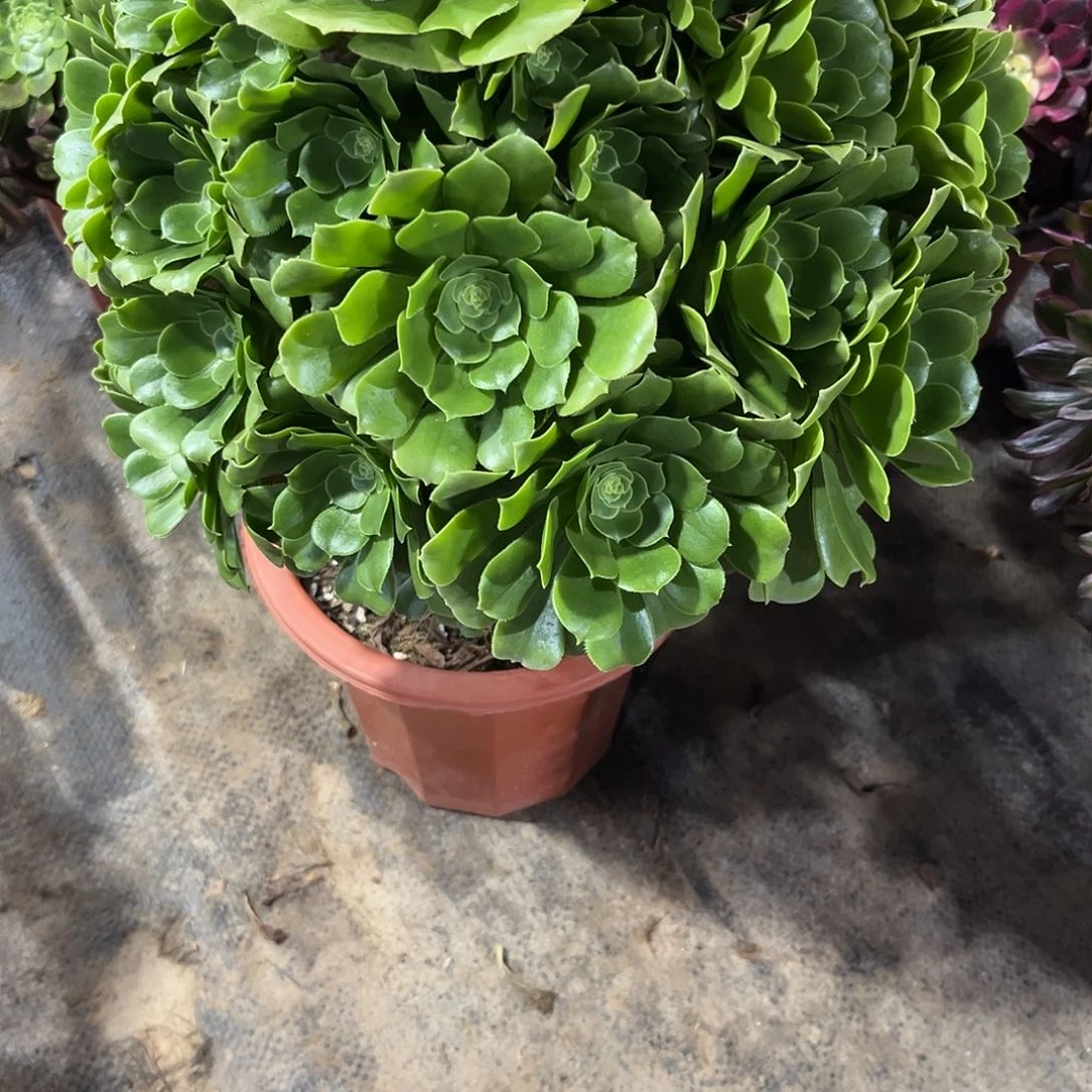 绿羊绒多肉植物594