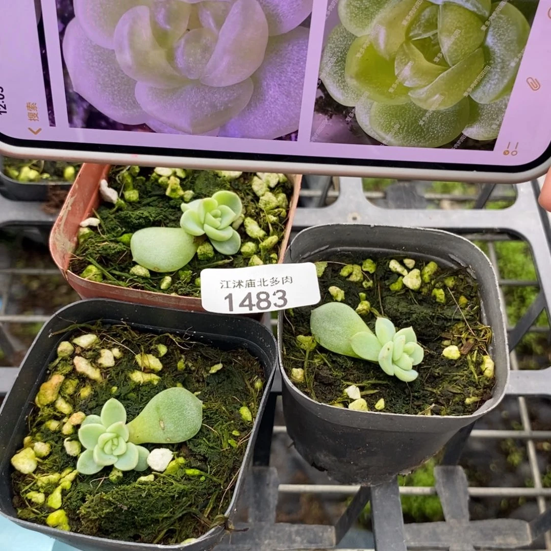 标1483青柠一个量拍