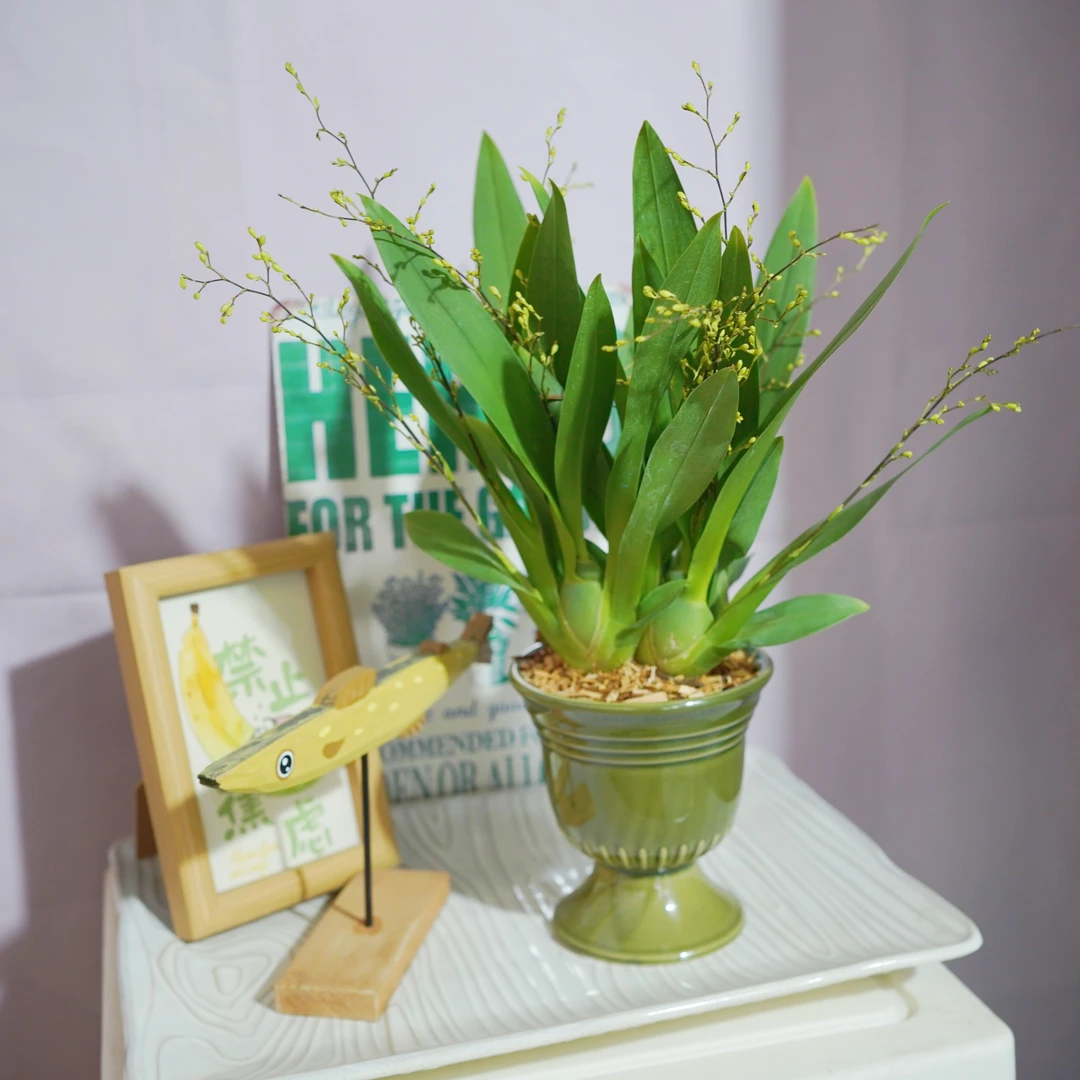 文心兰7-9花剑左轮光宗粉成品陶瓷盆开花绿植室内好养易打理