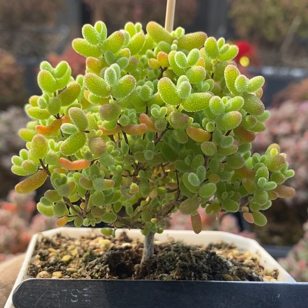 特价蜜橘糖球7163枝干番杏