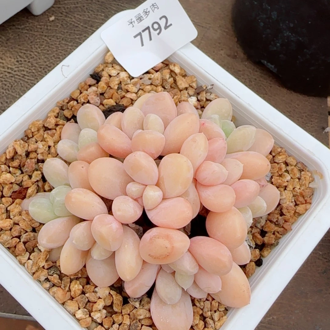香玉无砍，7792多肉植物