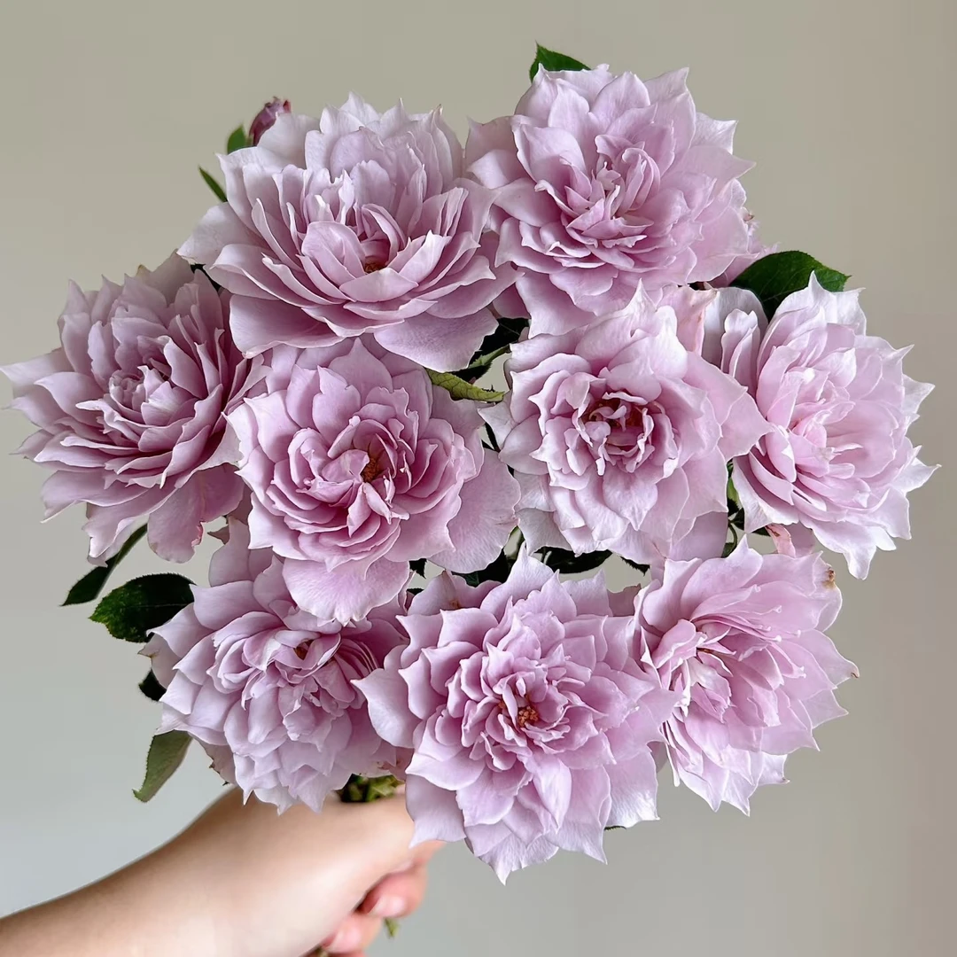 【1颗包邮】幻紫 中杯蓝紫色系切花玫瑰大花多头耐热耐寒植物爆花