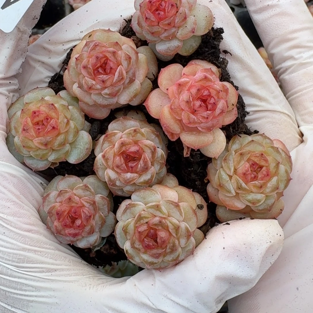 多肉植物多肉植物445