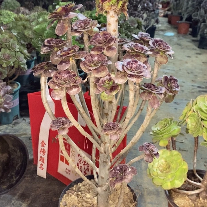 圆叶多肉植物34。