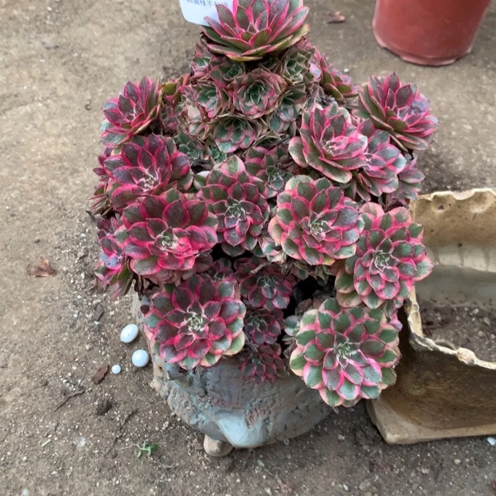 358云荷多肉植物特价