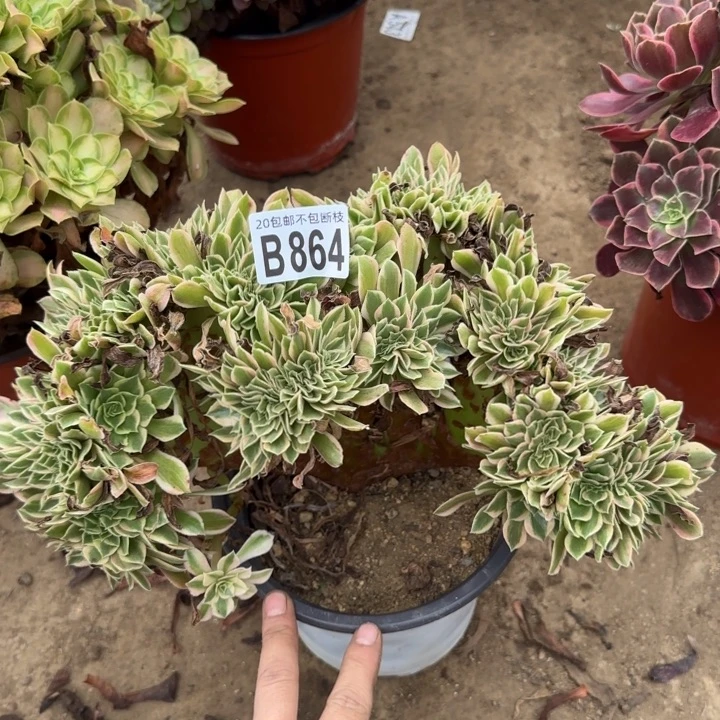 女神缀……多肉植物……