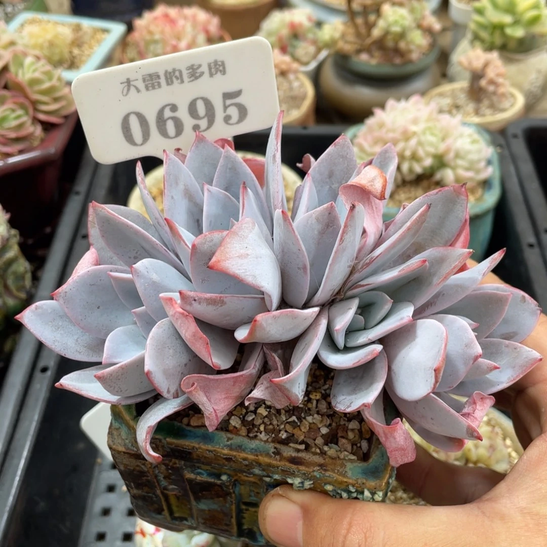 0695白莲不带盆13厘米