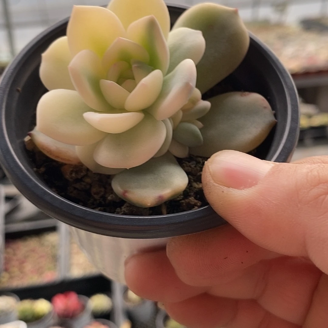 1201梦露锦多肉植物哇啦塞哇啦塞