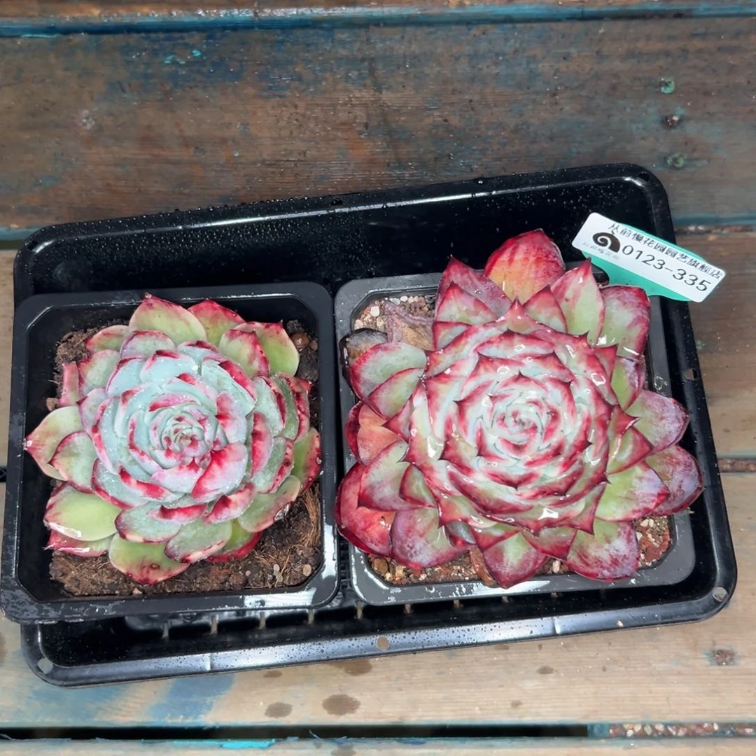 多肉编号0123-335