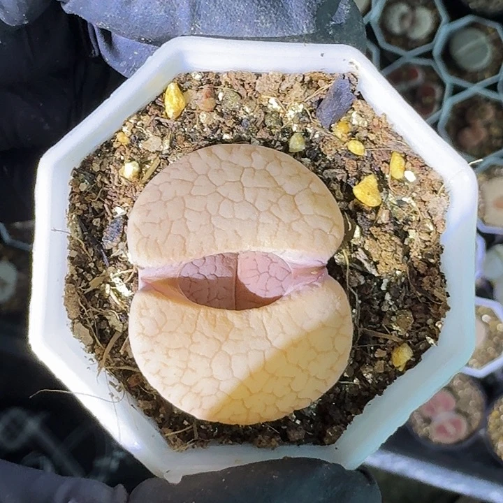 生石花11111。    198