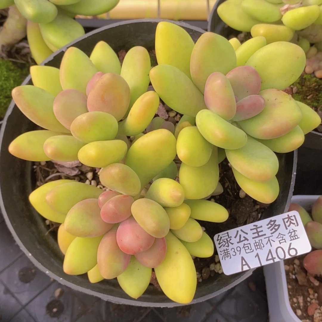 芒果奶老桩12cm1406多肉植物