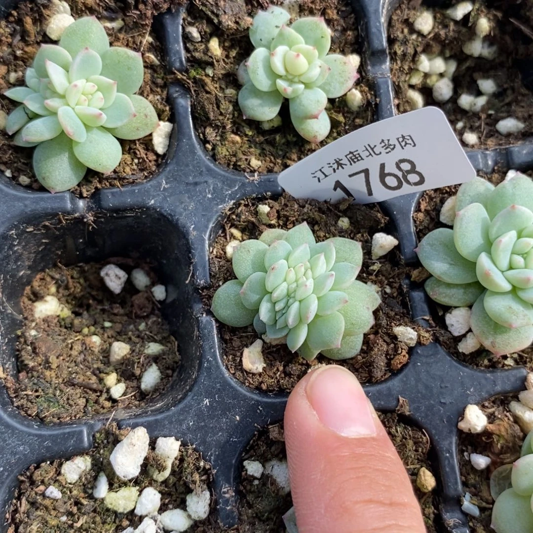 标1768甜心833缀化穴盘一个