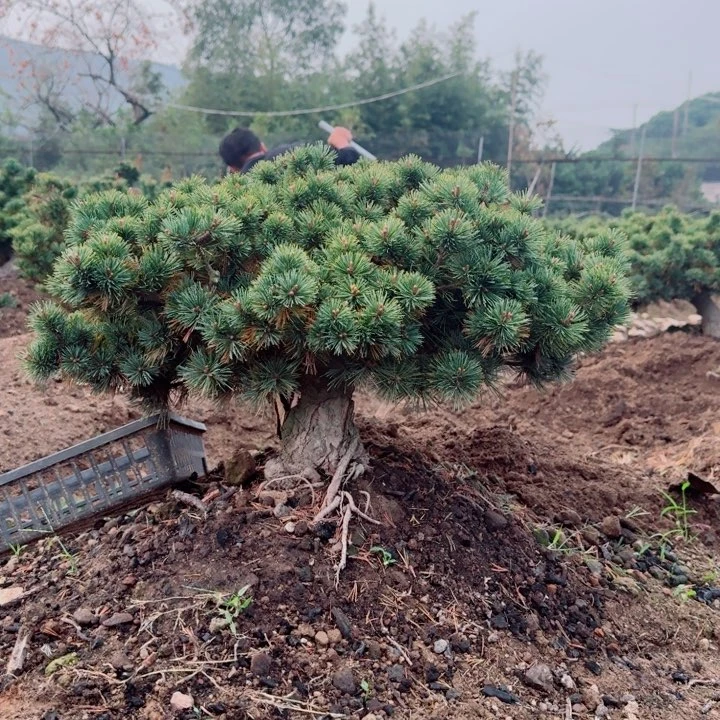 无花朵装****部d g h j j