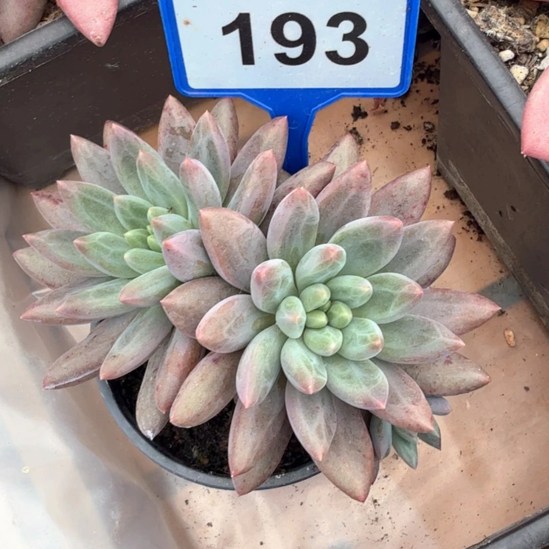 水晶球多肉植物193
