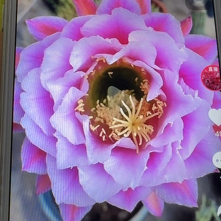 仙女侧芽5公分毛花柱