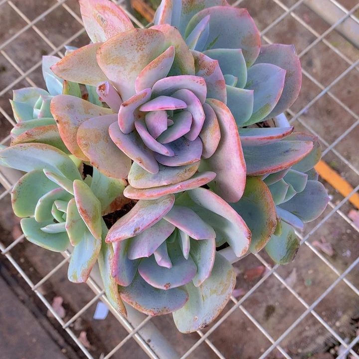 无花朵喵*主多肉植物
