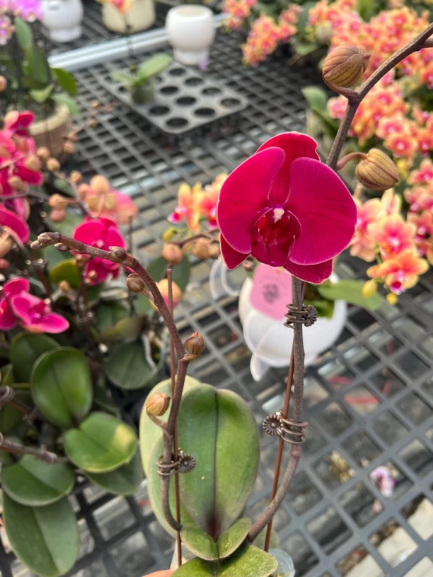 富豪优选（洋洋得意）蝴蝶兰花期长好养护
