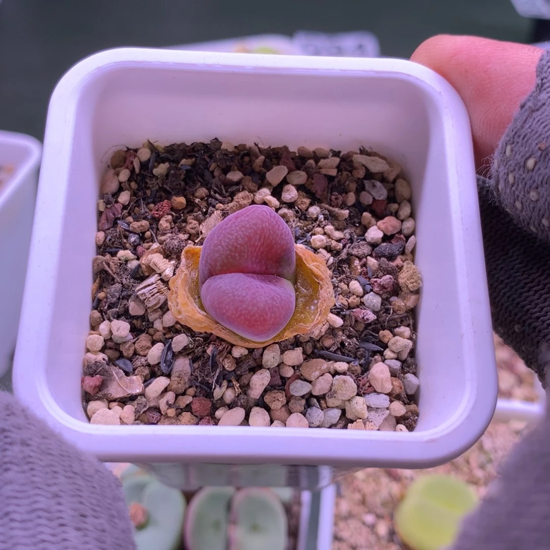 向****?023紫焰母本母本