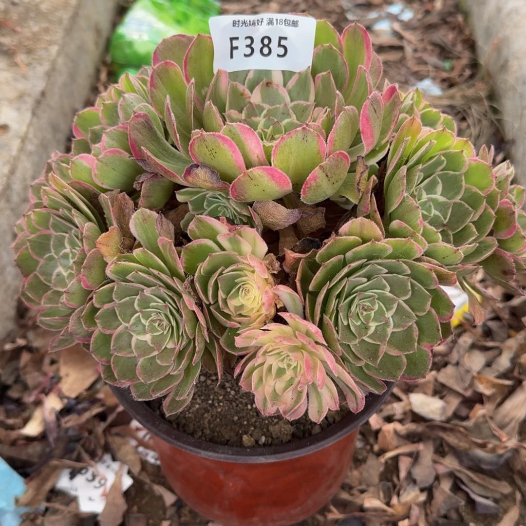 385万紫千红多肉植物