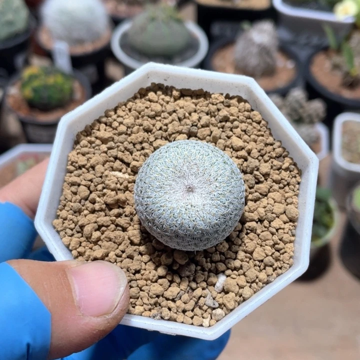 372月世界一颗植物