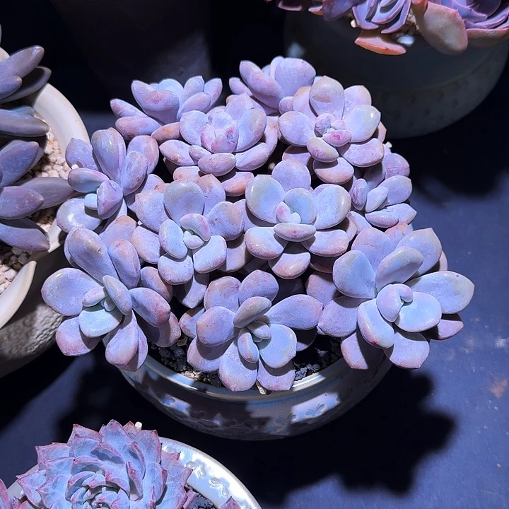 粉兔 朵朵缀 一物一拍