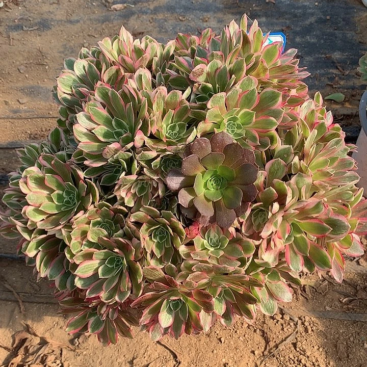 多肉植物孔雀翎朵朵1080