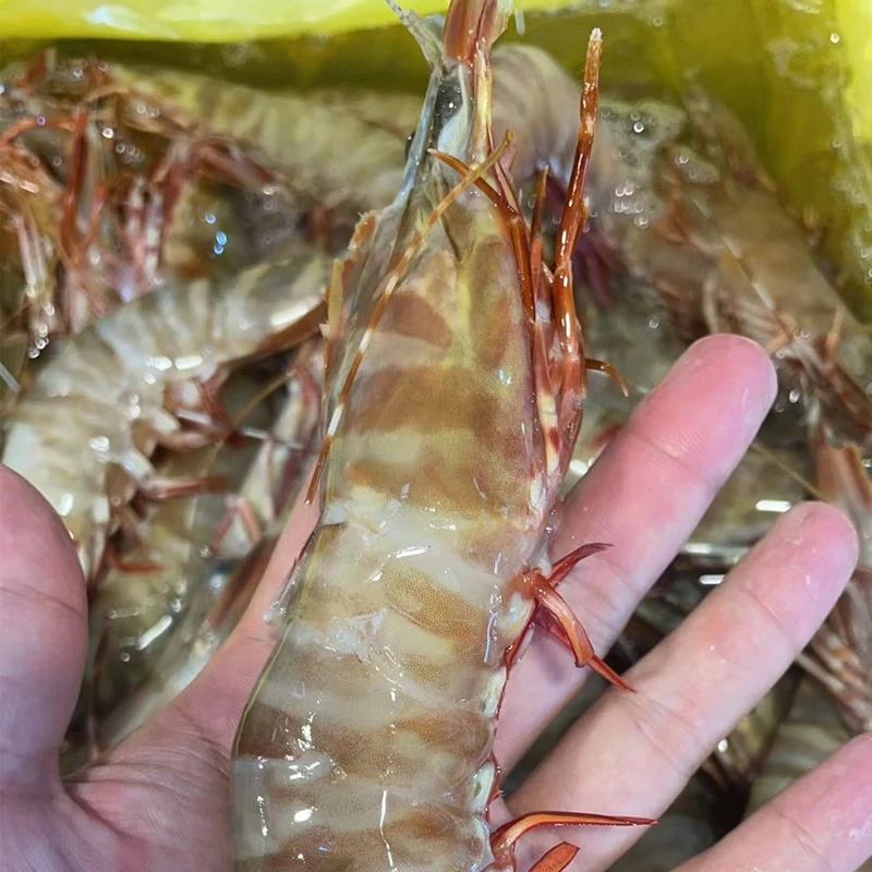 福建海鲜 红爪斑节虾