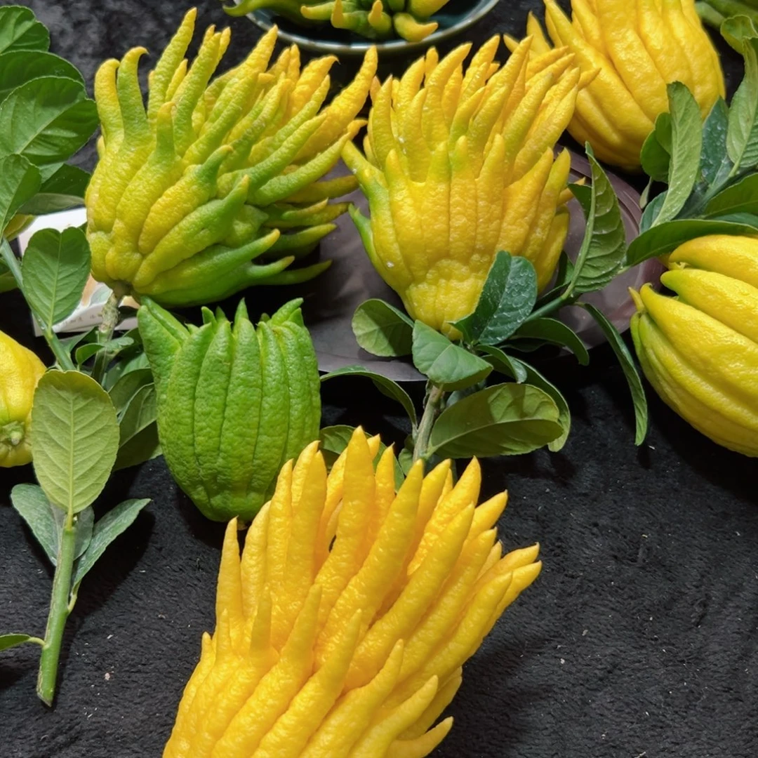 微***开完全开放九九九九