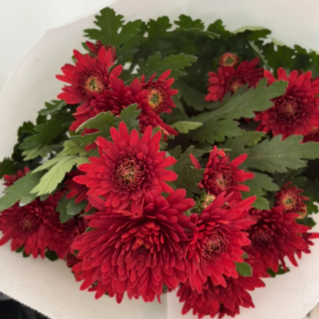 酒红色小雏菊盆栽