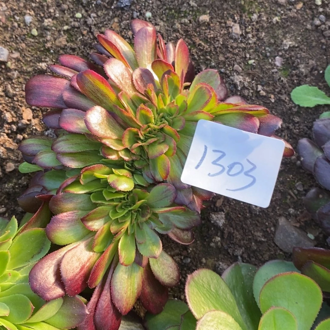 1303欧若拉缀多肉植物