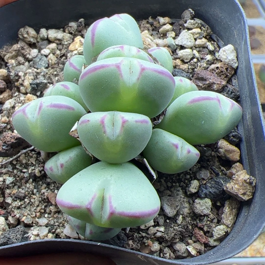 大家过年的23036