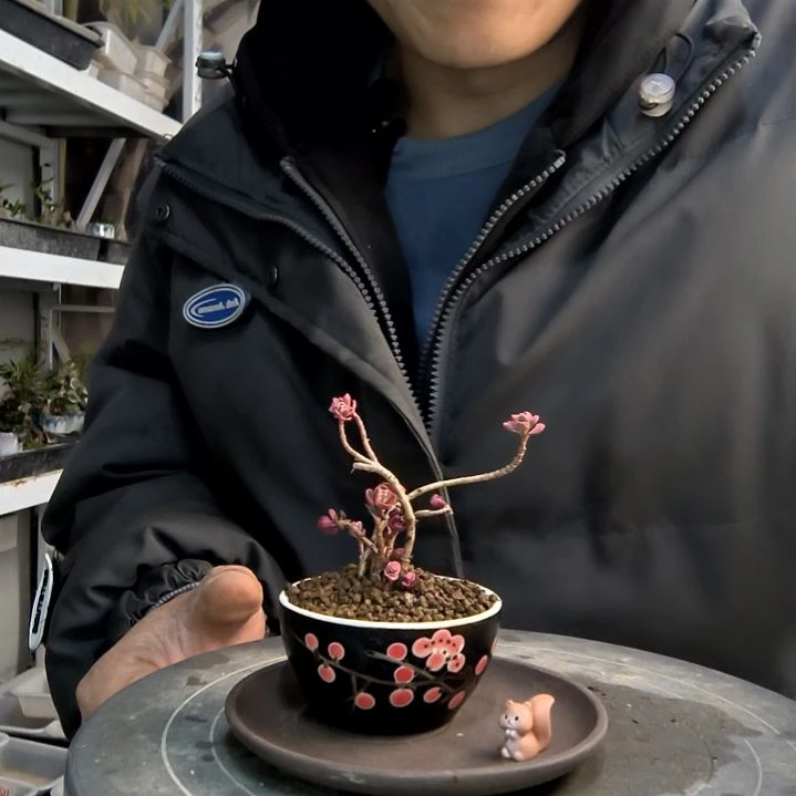 荣****酒小盆景小植物一物一拍418