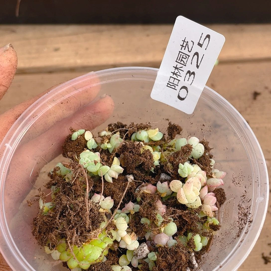 多肉植物多肉植物325