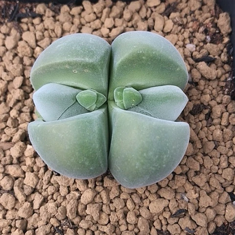 多肉肉锥 无比玉