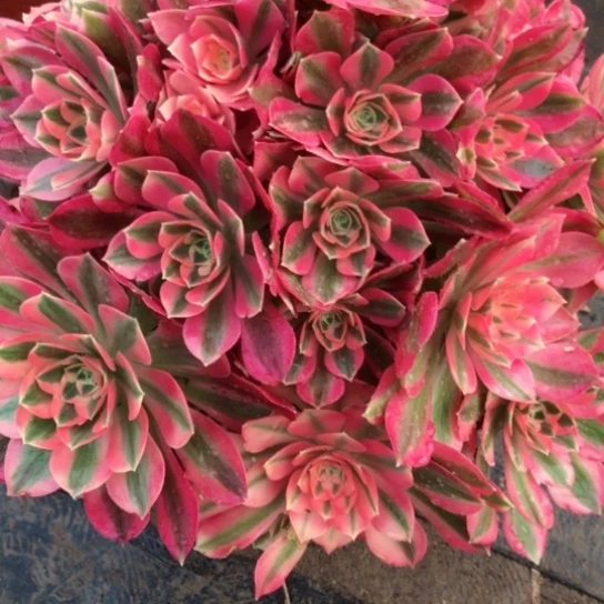 ❤️**女巫法师多肉植物57号