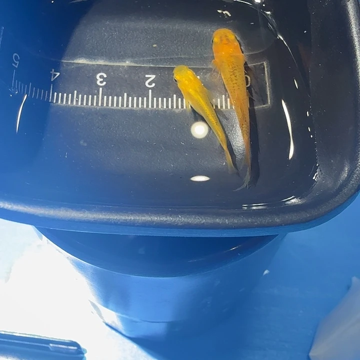 青鳉鱼13号拍品金龙