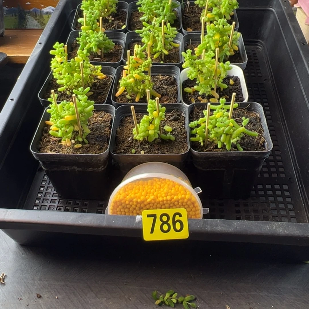 枝干番杏多肉植物786
