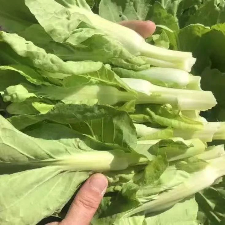 新鲜白菜苔农家时令蔬菜现摘现发清甜可口