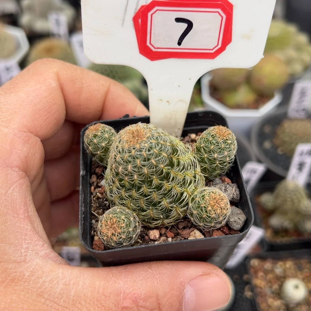 7往事多肉园仙人球开花