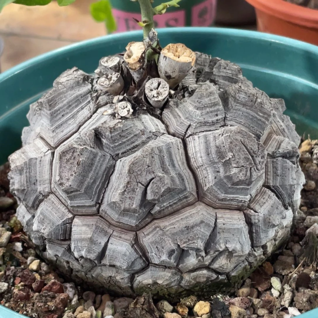 盆栽沧桑，黑皮龟甲龙11.6公分，带盆发，一物一拍