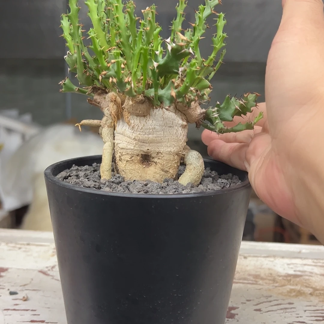 饭***天怪奇岛大戟7776888888