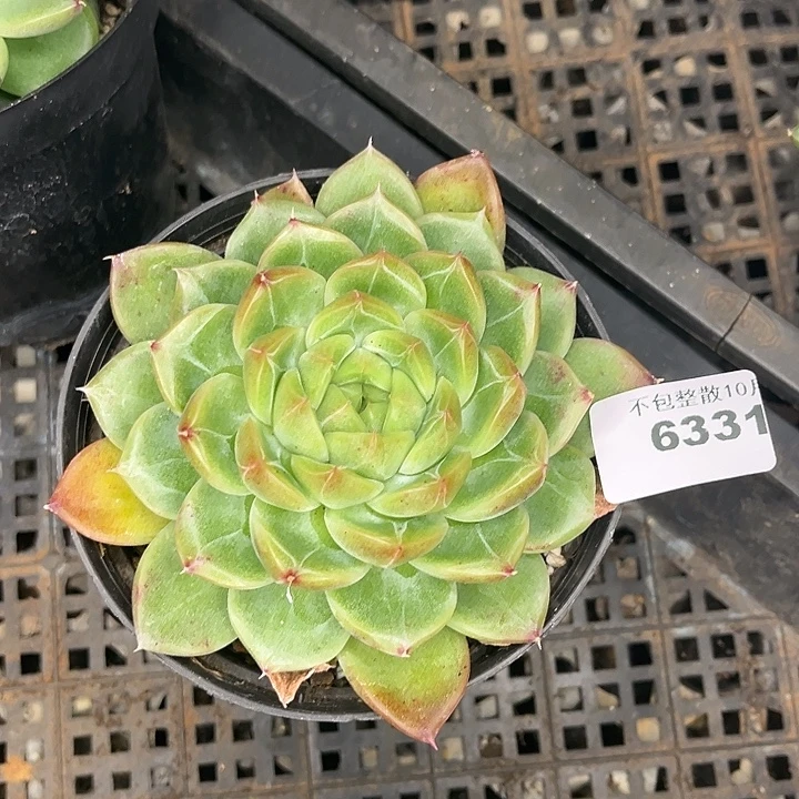 阿雅园艺。       6331钻石珍妮