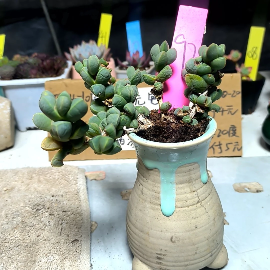 满6元包邮，#92鹿角老庄