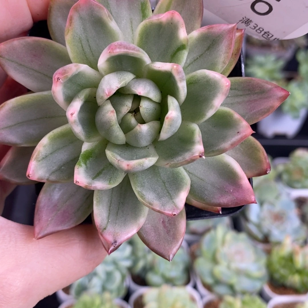 水晶珍妮锦96号一颗